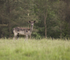 Muntjac Deer