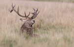 Red Deer - Cervus elaphus