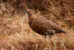 Red Grouse
