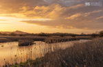 Morning light, Avalon Marshes