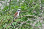 Red-backed Shrike
