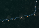 Nanomia cara (Siphonophore)