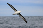 Flying Black-browed Albatross, wings extended, Falklands