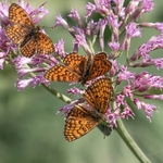 Glanville fritillary ( Melitaea cinxia) 