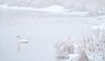 WHITE ON WHITE  #2- LONG POINT