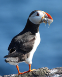 Puffin Mouthful