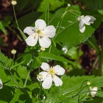 Aconite-leaved buttercup (Ranunculus aconitifolius)