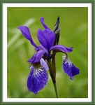 Iris sibirica
