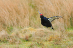 Black Grouse (male) flying, Scotland