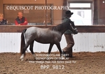 BPP_9812