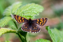 Duke of Burgundy