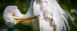 Preening