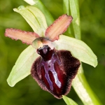 Siponto Ophrys (Ophrys sipontensis) an orchid endemci to the Gargano penisula,