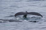 Two Whales 0A3A0961