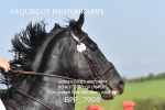 BPP_7908