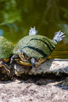 Terrapin-2