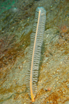 Virgularia mirabilis