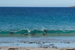 Gentoo Penguins Surfing