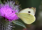 Large White
