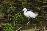 Little Egret