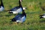 Barnacle Goose