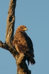 Tawny Eagle - Timbavati, South Africa