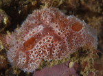 Sidnyum elegans