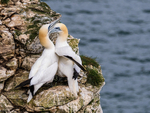 Gannets