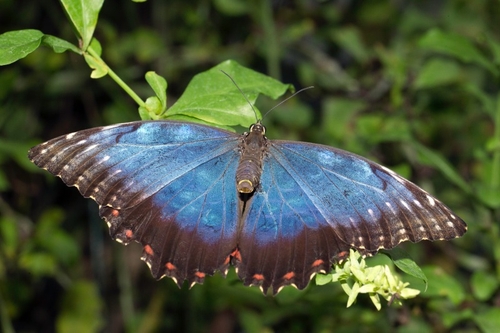 These are truly wonderful butterflies with an amazing colour