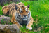 Amur Tiger - DSC_3720