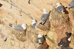 Kittiwakes