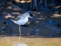 Greenshank