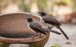 Black Capped Babblers.