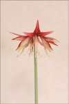 Hippeastrum 'Sumatra' 1