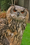 Bengal Eagle Owl Jasmine