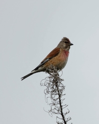 Fife_ Male Linnet