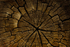 ZION STUMP