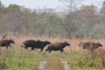 Gaurs