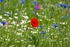 Wild flower meadow