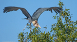 Marabou Stork