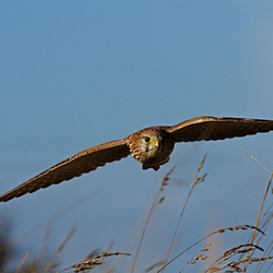 Kestrel Flying