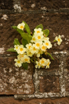 Botanical/Macro portfolio