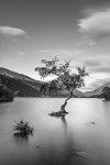 Llanberis lone tree 0453 bw