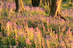 Purple Haze