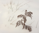 Bracken and soft rush