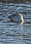 Atlantic Grey Seal