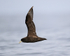 White-chinned Petrel flying close, Pacific Ocean, Chile