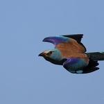 European Roller (Coracias garrulus)