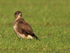 Buzzard on the ground in a field near Beckley, Oxfordshire