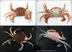 IDA012: Liocarcinus colour morphs
